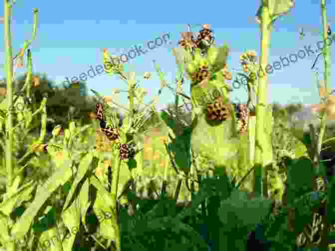 A Diverse Ecosystem On A Farm, With Plants, Insects, And Livestock Coexisting Harmoniously. Combine Harvester (21st Century Basic Skills Library: Welcome To The Farm)