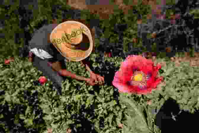 A Group Of Villagers Standing In Front Of A Field Of Poppies, The Raw Material Used To Make Heroin Chiva: A Village Takes On The Global Heroin Trade