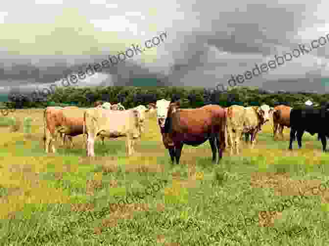 A Herd Of Cattle Grazing Peacefully In A Pasture, Surrounded By Lush Greenery. Combine Harvester (21st Century Basic Skills Library: Welcome To The Farm)