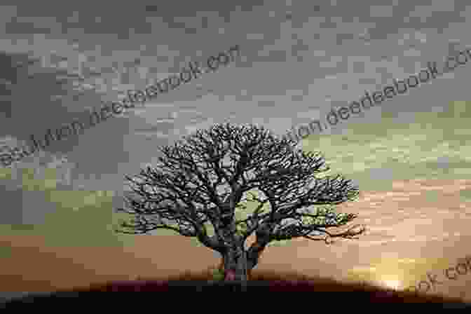 A Lonely Fig Tree Standing In A Field, Symbolizing Loss And Resilience The Island Of Missing Trees: A Novel