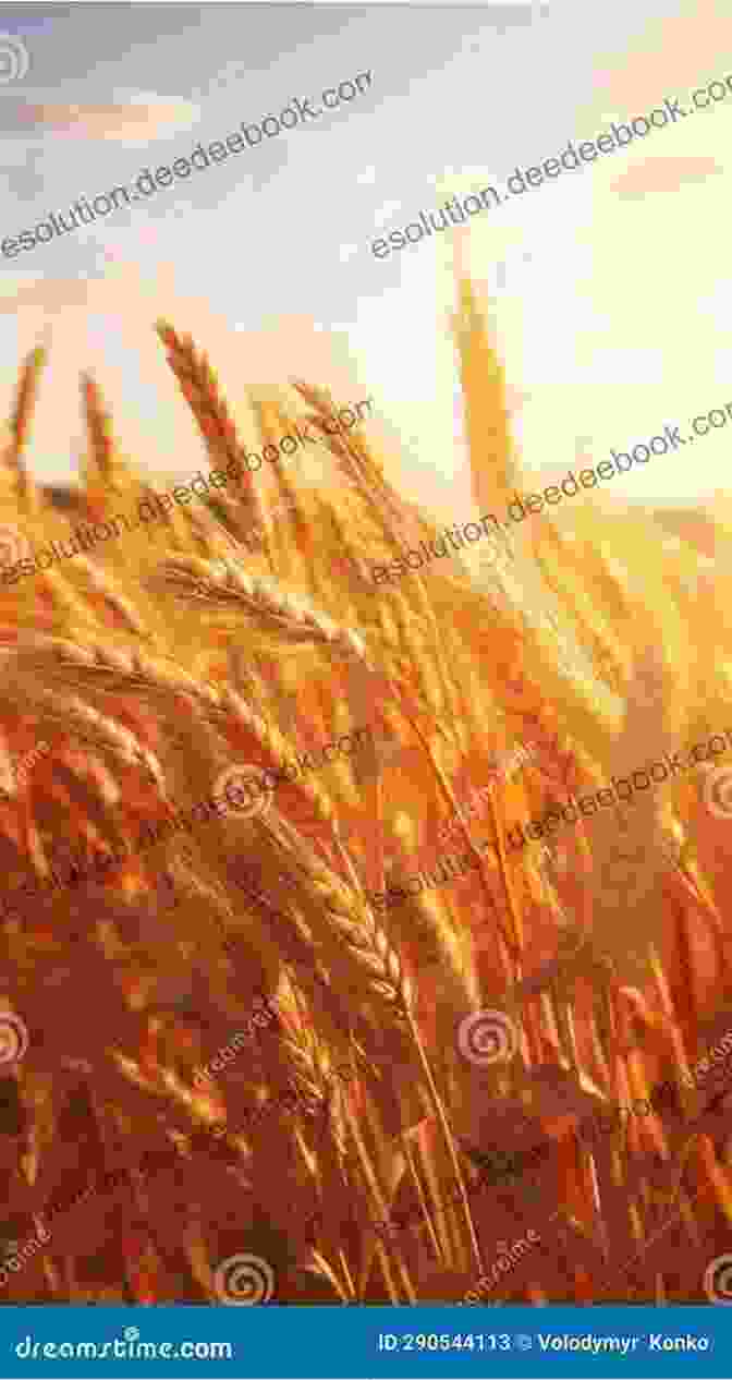 Golden Wheat Swaying In The Breeze, Stretching Out Towards The Horizon. Combine Harvester (21st Century Basic Skills Library: Welcome To The Farm)