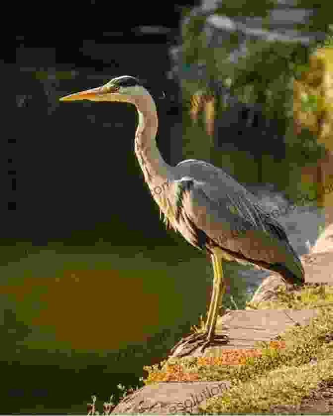 Heron Standing On The Bank Of A Canal, Against A Backdrop Of Lush Greenery Narrowboat Dreams: A Journey North By England S Waterways