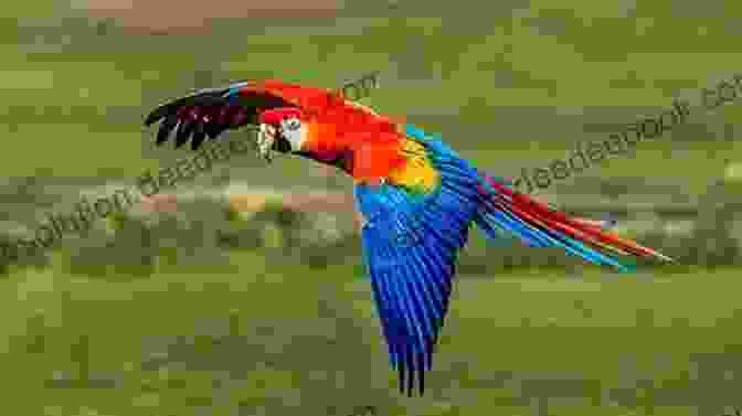 Page From DK Readers Level 3: Birds Showcasing A Vibrant Photograph Of A Scarlet Macaw DK Readers L1: Star Wars: The Force Awakens: New Adventures (DK Readers Level 1)