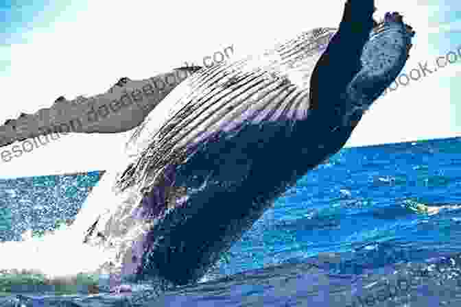 Page From DK Readers Level 3: Whales Dolphins And Porpoises Showcasing A Stunning Photograph Of A Humpback Whale DK Readers L1: Star Wars: The Force Awakens: New Adventures (DK Readers Level 1)