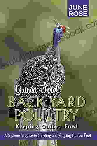 Guinea Fowl Backyard Poultry: Keeping Guinea Fowl