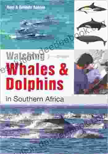 Watching Whales Dolphins In Southern Africa